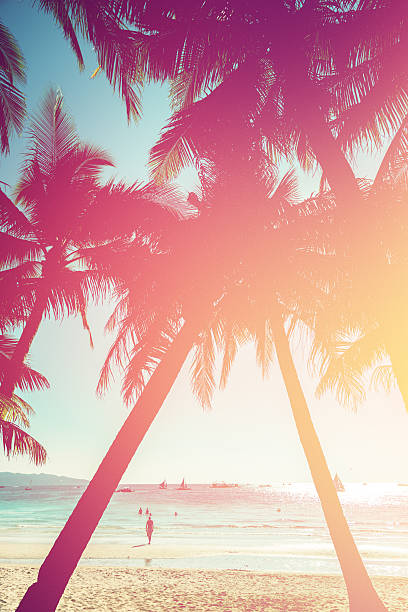 istock Sunset in tropics. Coconut trees and turquoise sea 611783202