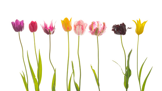 Beautiful bright colorful flowers of tulips of different varieties and colors, isolated on white background