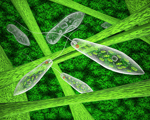 Euglena green and ciliate in the natural environment Euglena green and ciliate in the natural environment. 3d illustration ciliophora stock pictures, royalty-free photos & images