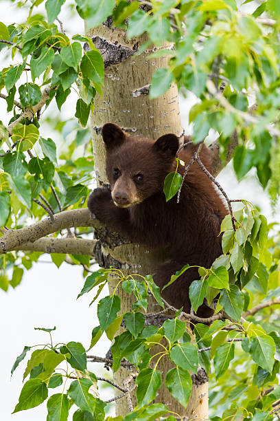 istock Black Bear Family in a tree 611785648