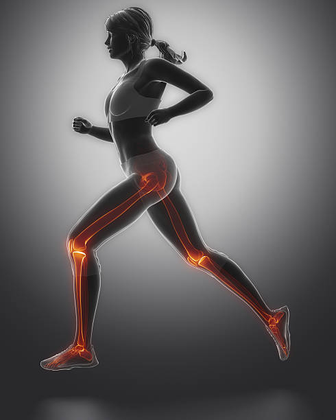 Jogging woman legs anatomy Jogging woman legs anatomy posterior cruciate ligament stock pictures, royalty-free photos & images