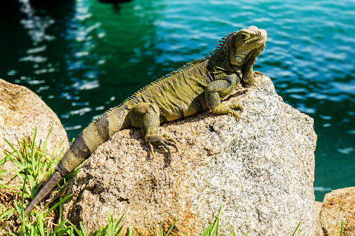 A green or common Iguana on a rock. Set against a plain out of focus background of water.
