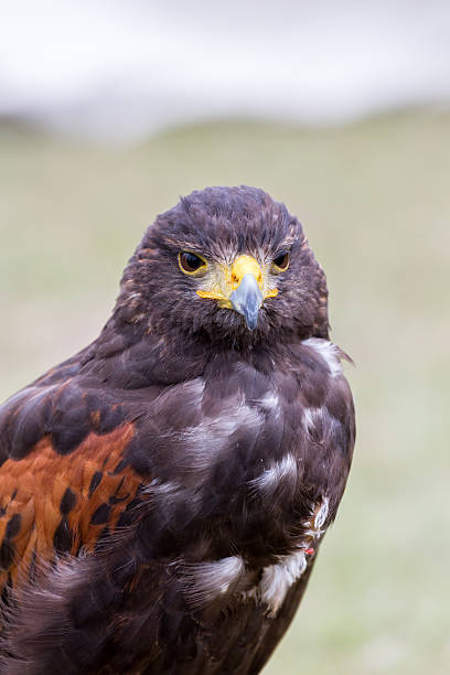 istock Close up of brown eagle 611789128