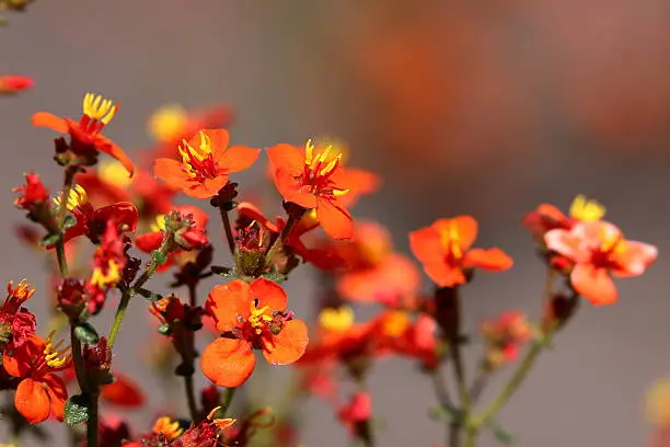 Photo of Small orange flower blooming in the Caatinga in Brazil