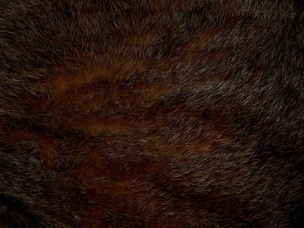 istock Natural fur of an animal 611790036