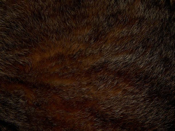 istock Natural fur of an animal 611790046