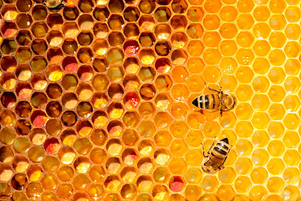 nahaufnahme der bienen in apiary auf bienenwabe  - honeyed stock-fotos und bilder