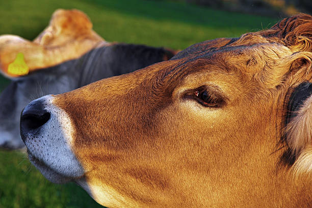 istock head of a young inquisitive brown cattle 611790368