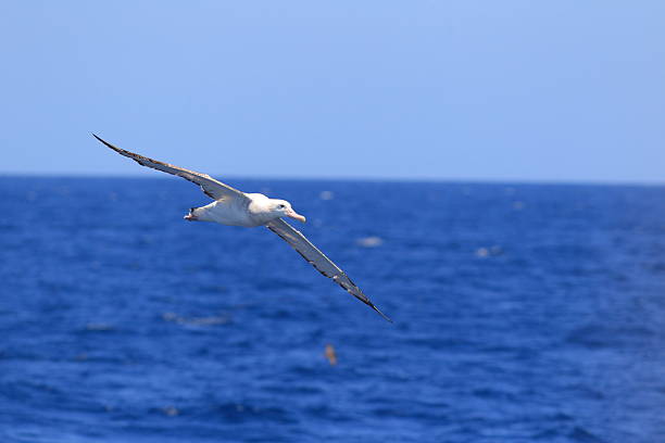 Wandering Albatross Wandering Albatross (Diomedea exulans gibsoni) at Australia wandering albatross photos stock pictures, royalty-free photos & images