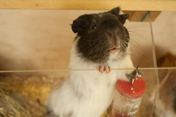 멀티 컬러 험스터가 당신을보고있다 - rodent hamster small apartment 뉴스 사진 이미지