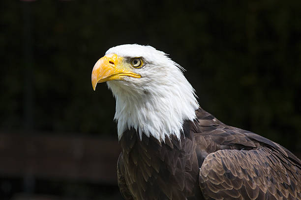 Beautiful North American Bald Eagle Stock Photo - Download Image Now - Bald  Eagle, Majestic, Eagle - Bird - iStock