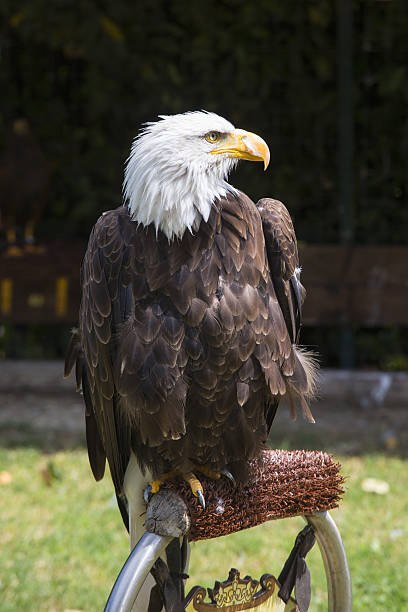 bela águia careca norte-americana - north america bald eagle portrait vertical - fotografias e filmes do acervo