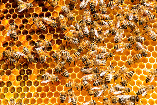 istock closeup of bees on honeycomb in apiary 611856950