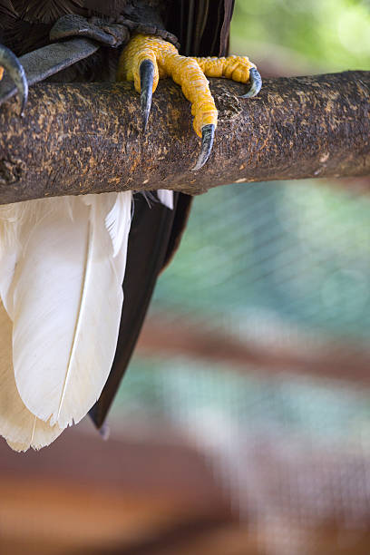 крупным планом когти белоголового американского лысого орла - white headed eagle стоковые фото и изображения