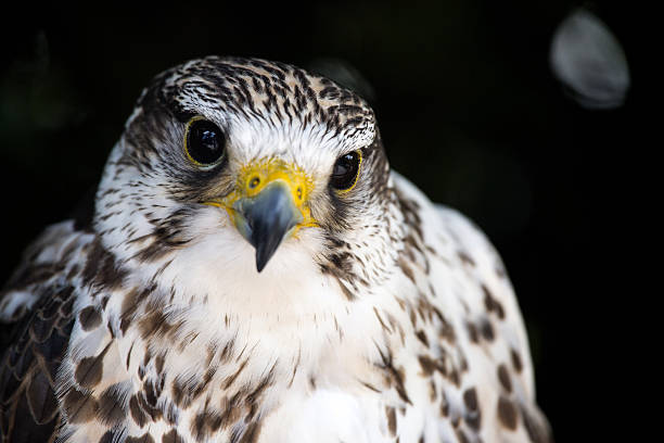 istock Portrait of a common kestrel isolated 611857058