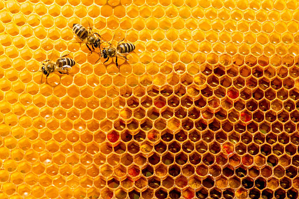 istock closeup of bees on honeycomb in apiary 611857212