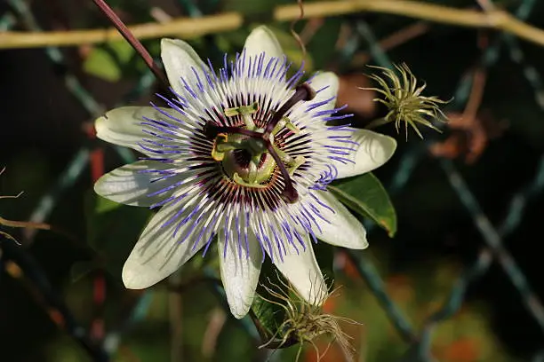 Passiflora caerulea in Tuscany Italy