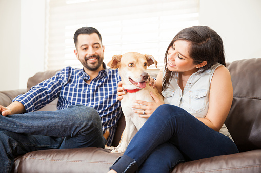 Good looking young couple petting their dog while sitting in a couch at home