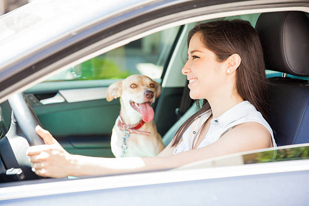 istock Taking my dog for a ride 611859058
