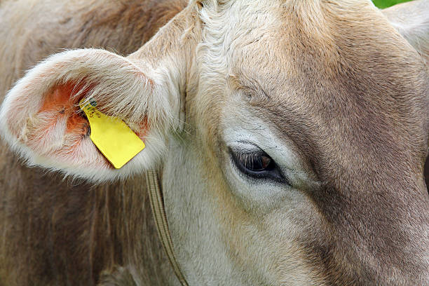 istock head of a young brown cow 611859666