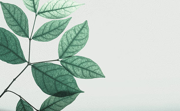 istock classic color leaves on mulberry paper texture 611860770