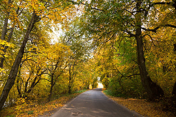 istock Road in the autumn forest 611861528