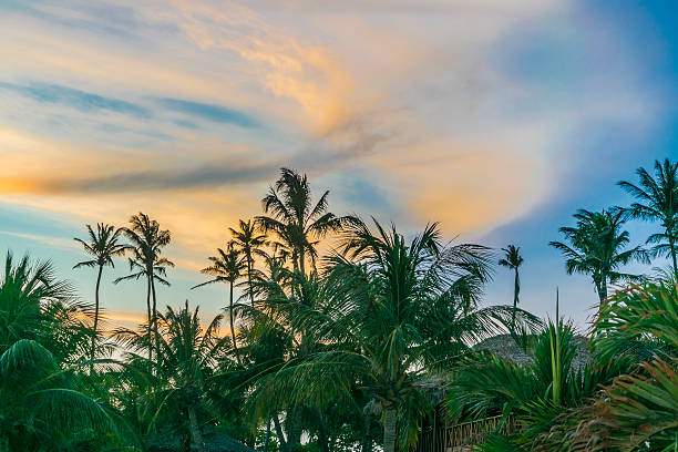 istock Palm Trees and Sunset Sky Jericoacoara Brazil 611862254