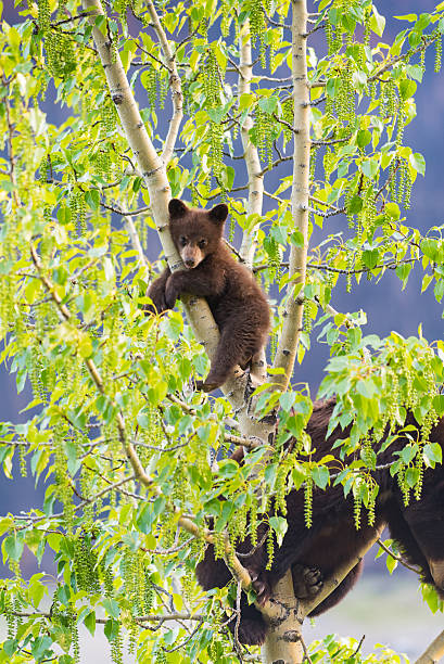 istock Black Bear Family in a tree 611862568