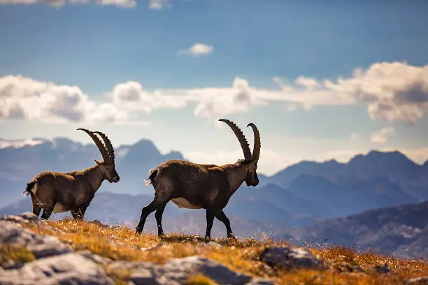 Ibex - Alpine Ibex in Berchtesgaden National Park (Capra ibex)