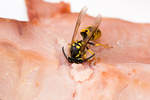 Close up of wasp hornet eating meat - selective focus, copy spaceClose up of wasp hornet eating meat - selective focus, copy space
