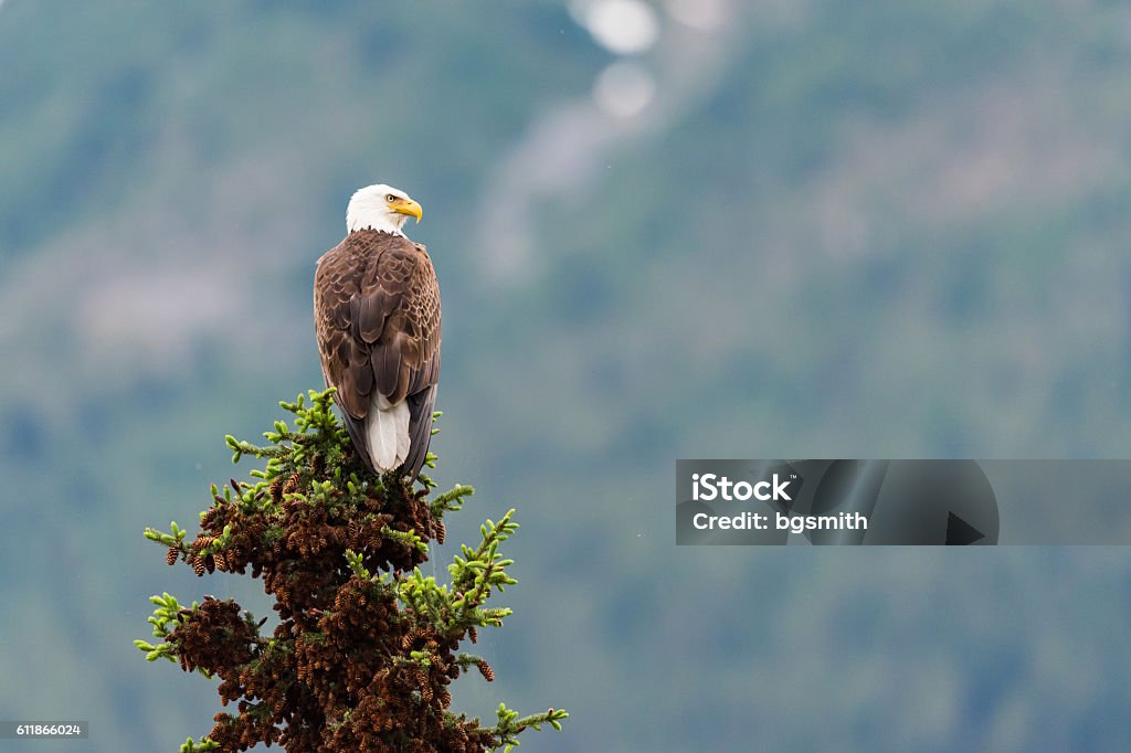 Soon Eagle Bald Eagle perched on a tree top Jasper National Park Alberta Canada Perching Stock Photo