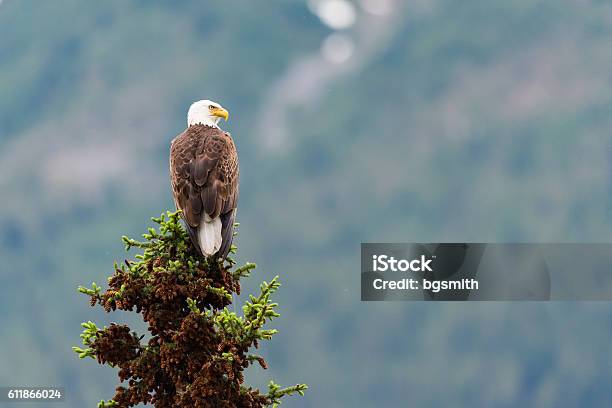 Soon Eagle Stock Photo - Download Image Now - Perching, Bald Eagle, Tree