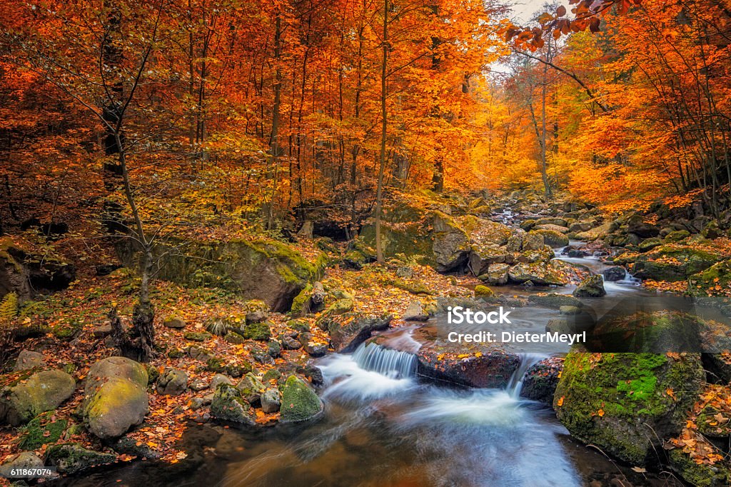 Ruisseau dans la forêt brumeuse à l’automne - Nationalpark Harz - Photo de Automne libre de droits
