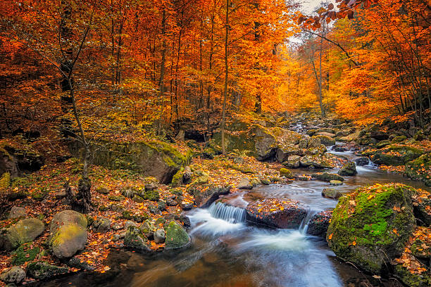 поток в туманном лесу осенью - национальный парк харц - autumn стоковые фото и изображения