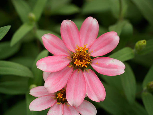 istock Summer pink flower garden 611867778