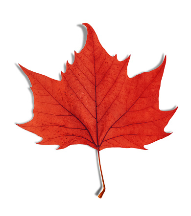 Red leaf as an autumn symbol isolated on white