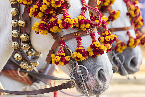 chevaux décorés pour la célébration - spain seville sevilla andalusia photos et images de collection