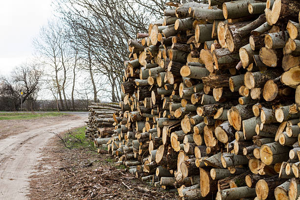 istock chopped wood and road 611869272