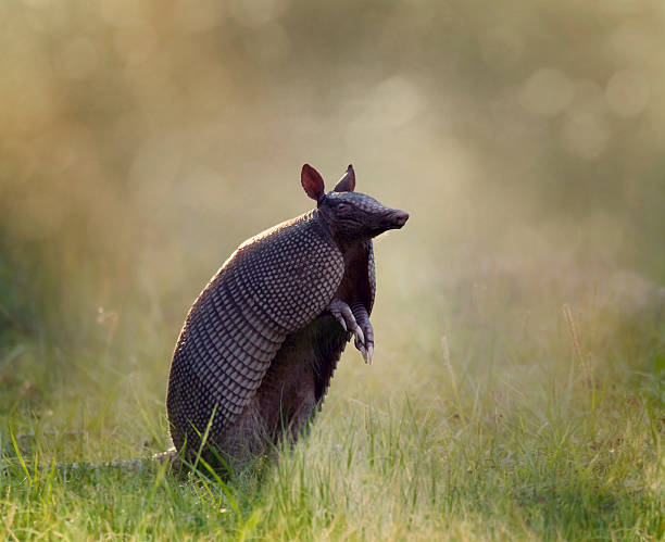 Nine-banded armadillo Nine-banded armadillo at sunset armadillo stock pictures, royalty-free photos & images