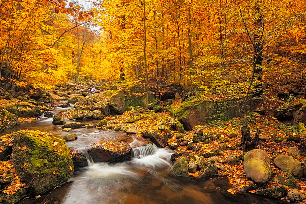 ruscello nella foresta nebbiosa in autunno - nationalpark harz - ausenaufnahme foto e immagini stock