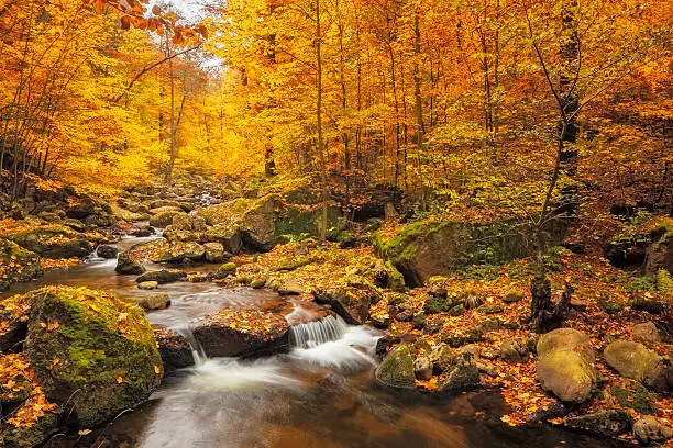 Stream in the Forest at autumn