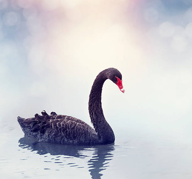 istock Black Swan Swimming 611870766