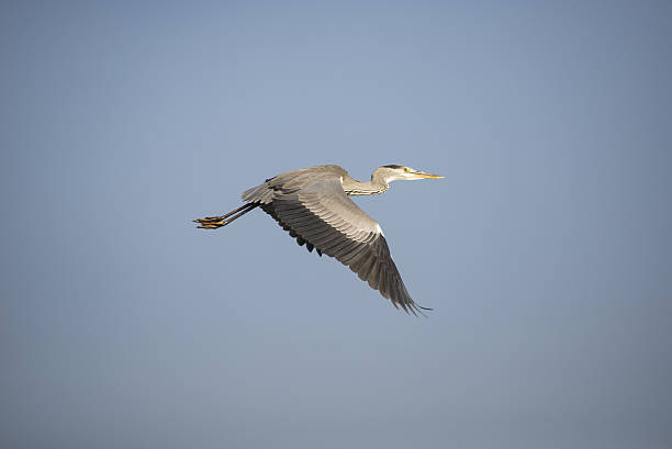 istock Grey heron flying in the blue sky 611871470