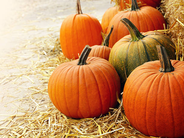 Free Stock Photo of Group of Pumpkins Sitting on the Ground | Download ...