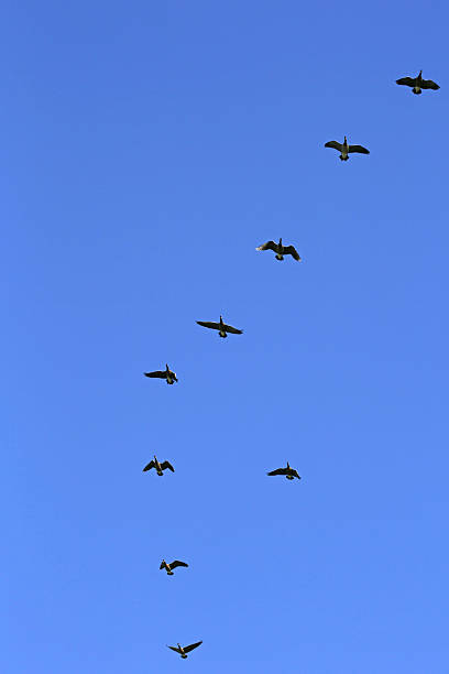 istock Canada Geese and Blue Sky over British Columbia, Canada 611874584