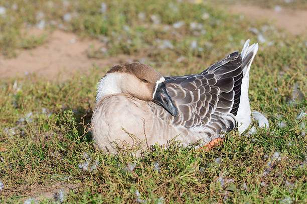 istock Portrait of a goose 611875100