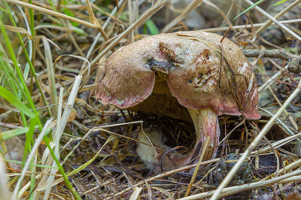 Fungus, possibly a wine-red purple Röhrling Barnimer Wald, Brandenburg, Germany - September 30, 2015: In the forest floor is a fungus that could be of wine Red Purple Boletus could be. purpur stock pictures, royalty-free photos & images