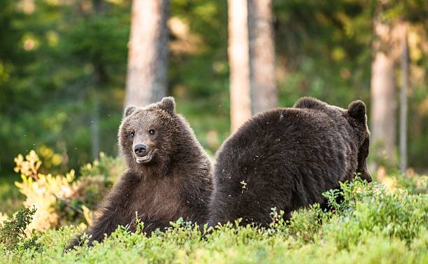 istock Cubs of Brown bear 611877288