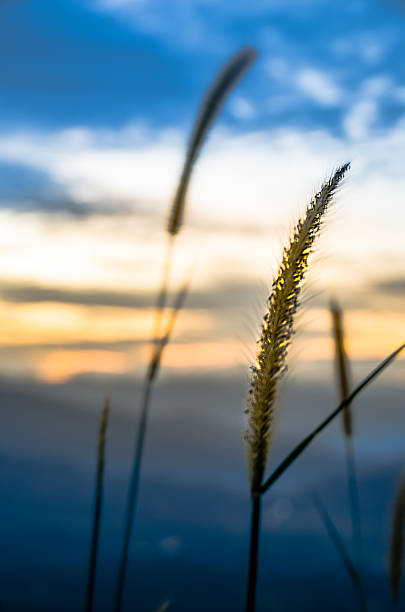 istock Longspike grass in the dawn 611877356