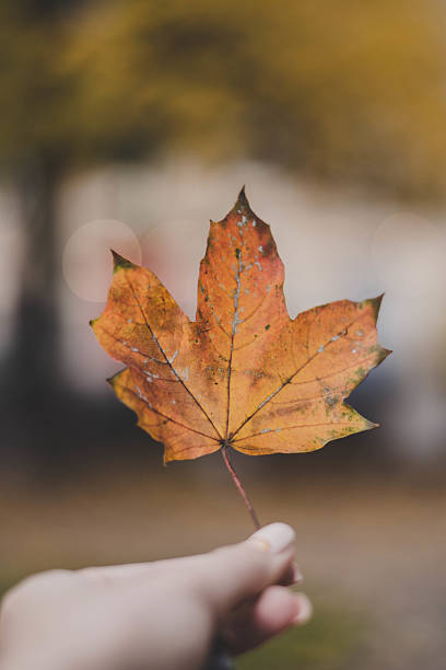 istock Autumn leaf in the hand 611878582